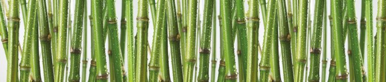 329 | bamboo